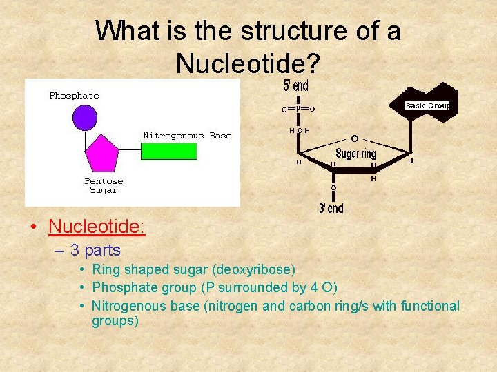 What is the structure of a Nucleotide? • Nucleotide: – 3 parts • Ring