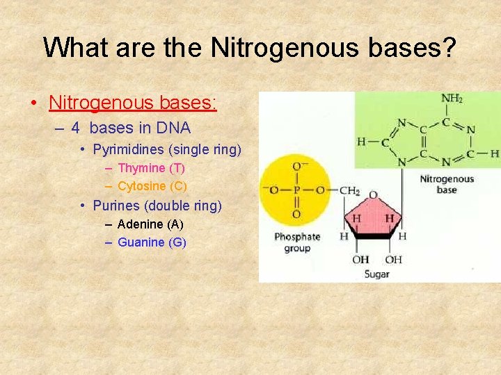 What are the Nitrogenous bases? • Nitrogenous bases: – 4 bases in DNA •