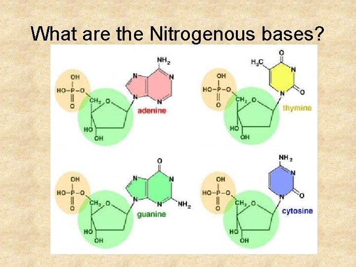 What are the Nitrogenous bases? 
