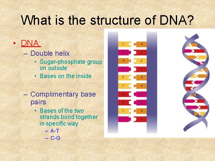What is the structure of DNA? • DNA: – Double helix • Sugar-phosphate group