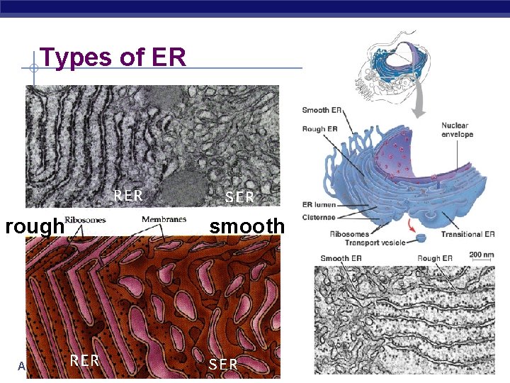 Types of ER rough AP Biology smooth Types of ER rough AP Biology smooth