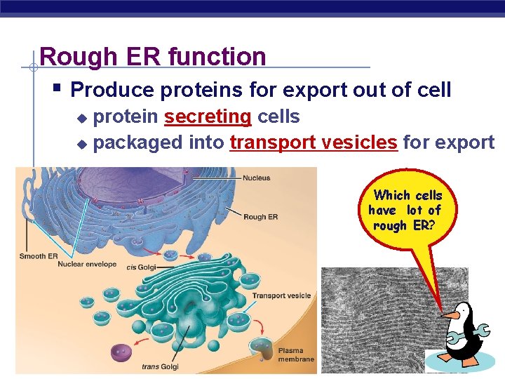Rough ER function § Produce proteins for export out of cell protein secreting cells Rough ER function § Produce proteins for export out of cell protein secreting cells