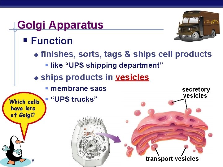 Golgi Apparatus § Function u finishes, sorts, tags & ships cell products § like Golgi Apparatus § Function u finishes, sorts, tags & ships cell products § like