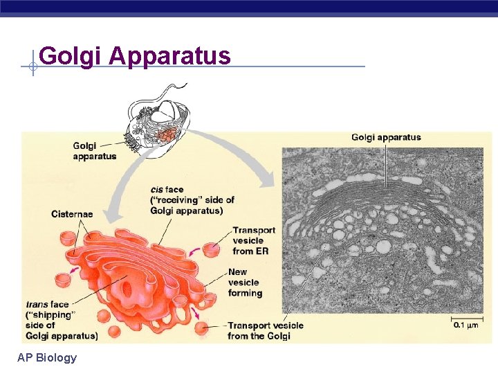 Golgi Apparatus AP Biology Golgi Apparatus AP Biology