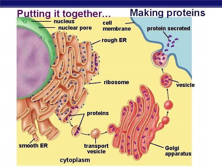 Putting it together… nucleus nuclear pore Making proteins cell membrane protein secreted rough ER Putting it together… nucleus nuclear pore Making proteins cell membrane protein secreted rough ER