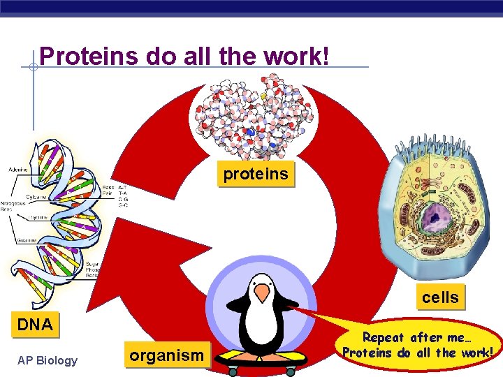 Proteins do all the work! proteins cells DNA AP Biology organism Repeat after me… Proteins do all the work! proteins cells DNA AP Biology organism Repeat after me…