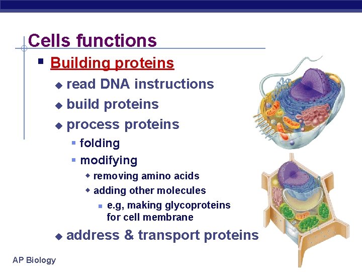 Cells functions § Building proteins read DNA instructions u build proteins u process proteins Cells functions § Building proteins read DNA instructions u build proteins u process proteins