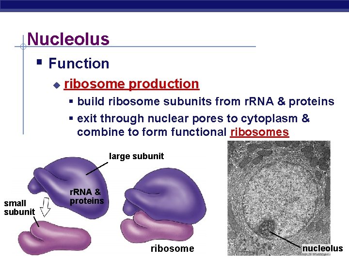 Nucleolus § Function u ribosome production § build ribosome subunits from r. RNA & Nucleolus § Function u ribosome production § build ribosome subunits from r. RNA &