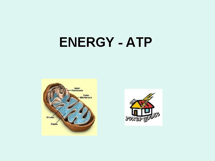 ENERGY - ATP 