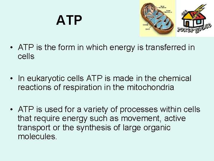ATP • ATP is the form in which energy is transferred in cells •