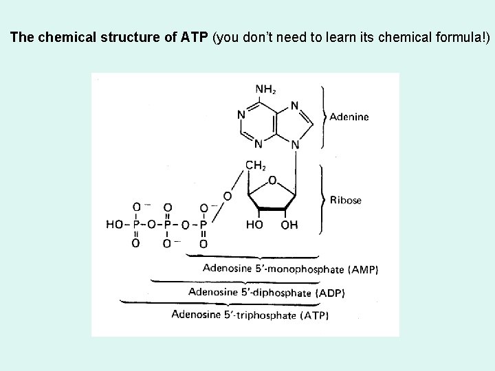 The chemical structure of ATP (you don’t need to learn its chemical formula!) 