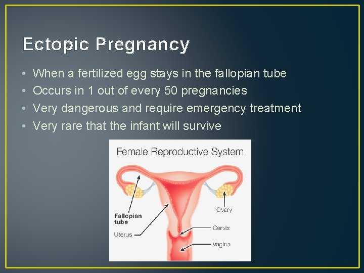 Ectopic Pregnancy • • When a fertilized egg stays in the fallopian tube Occurs