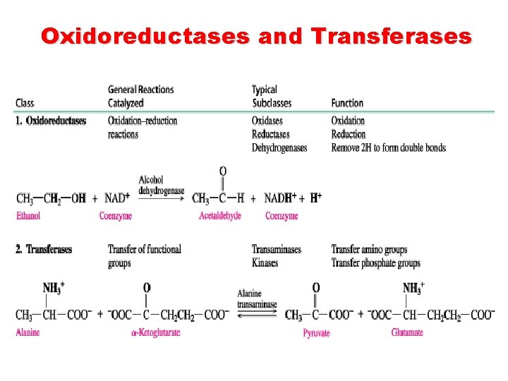 Oxidoreductases and Transferases 