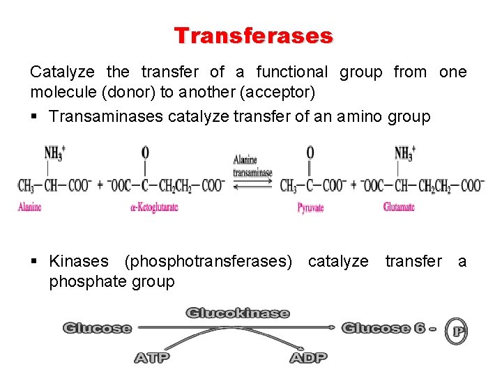 Transferases Catalyze the transfer of a functional group from one molecule (donor) to another