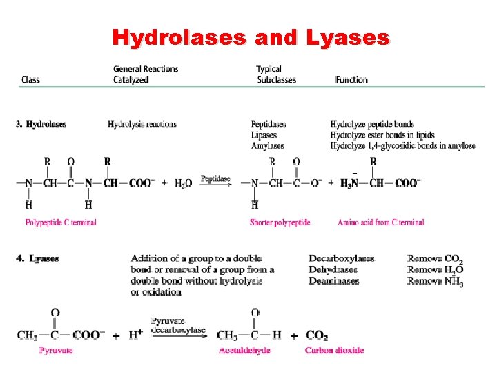 Hydrolases and Lyases 