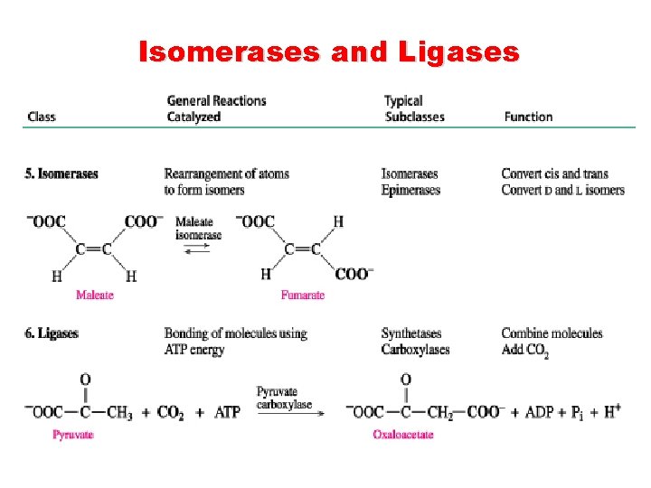 Isomerases and Ligases 