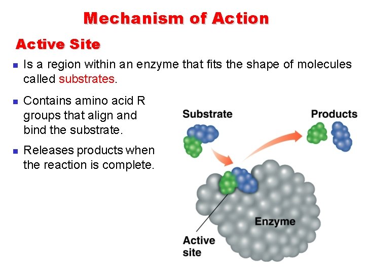 Mechanism of Action Active Site n n n Is a region within an enzyme