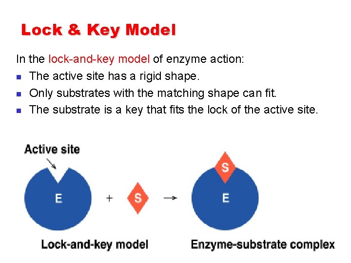 Lock & Key Model In the lock-and-key model of enzyme action: n The active