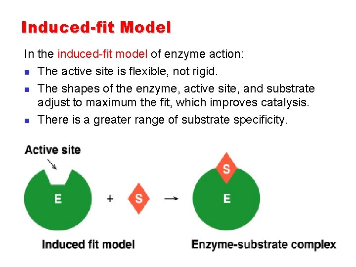 Induced-fit Model In the induced-fit model of enzyme action: n The active site is