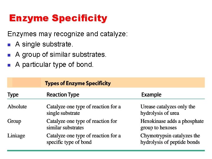 Enzyme Specificity Enzymes may recognize and catalyze: n A single substrate. n A group