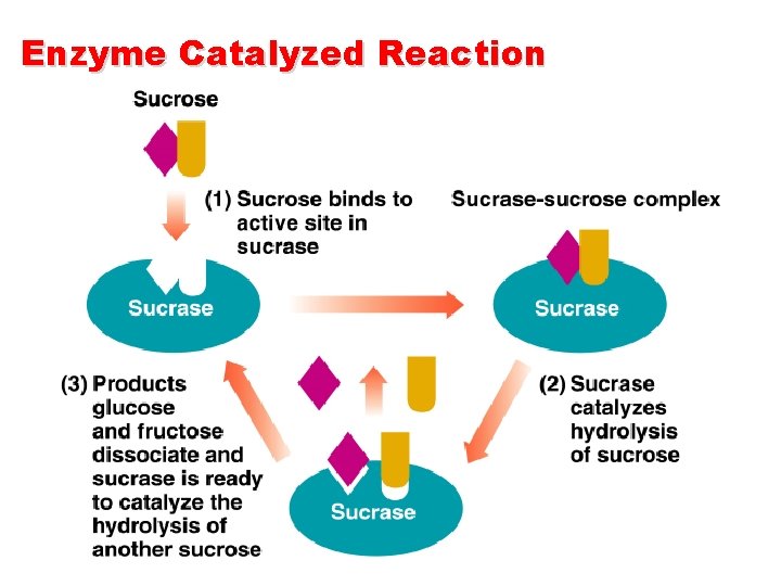 Enzyme Catalyzed Reaction 