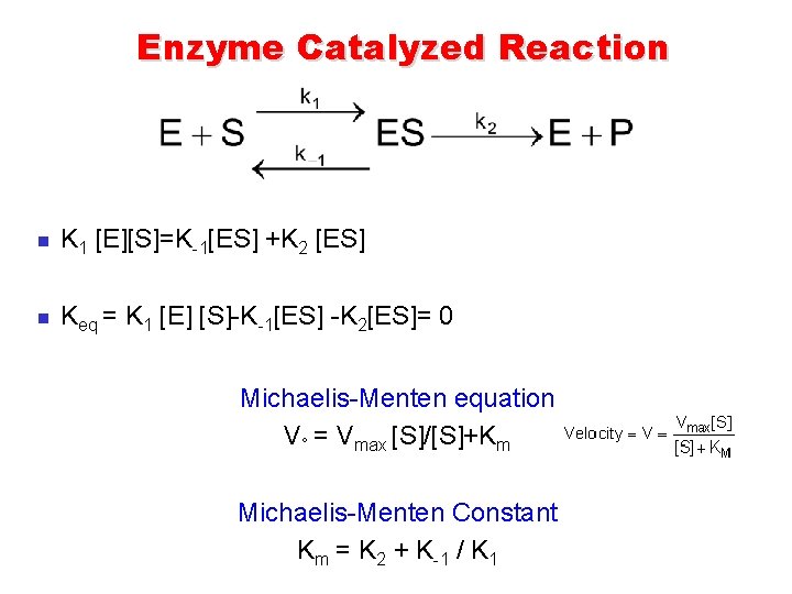 Enzyme Catalyzed Reaction n K 1 [E][S]=K-1[ES] +K 2 [ES] n Keq = K
