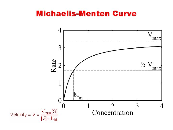 Michaelis-Menten Curve 