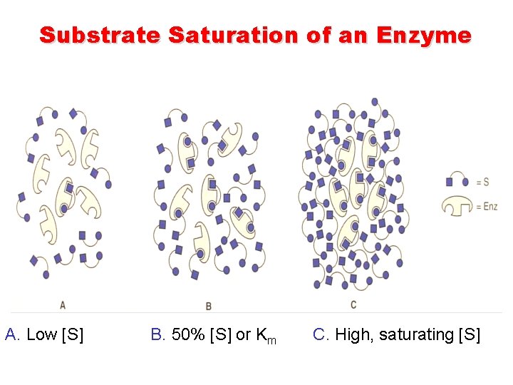 Substrate Saturation of an Enzyme A. Low [S] B. 50% [S] or Km C.
