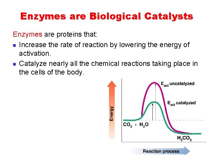 Enzymes are Biological Catalysts Enzymes are proteins that: n Increase the rate of reaction