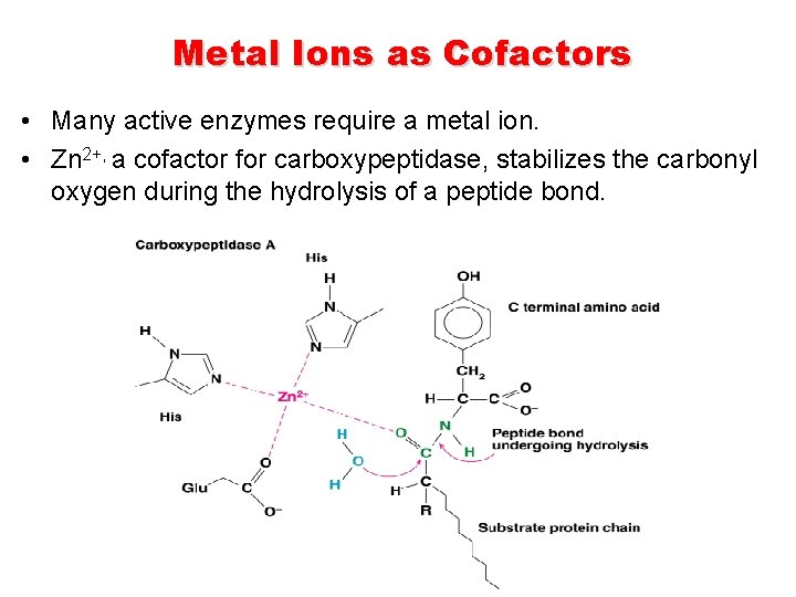 Metal Ions as Cofactors • Many active enzymes require a metal ion. • Zn