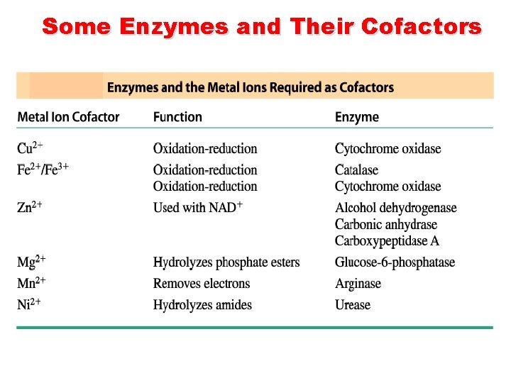 Some Enzymes and Their Cofactors 