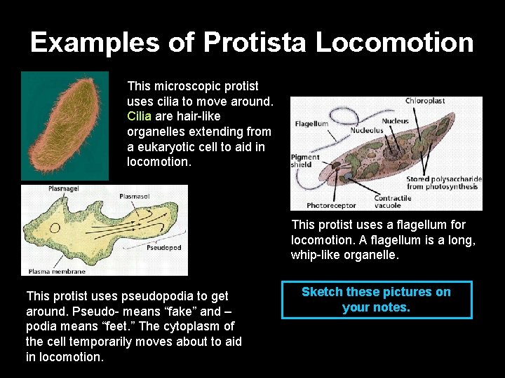 Examples of Protista Locomotion This microscopic protist uses cilia to move around. Cilia are