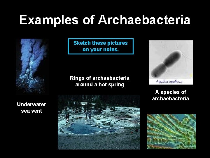 Examples of Archaebacteria Sketch these pictures on your notes. Rings of archaebacteria around a