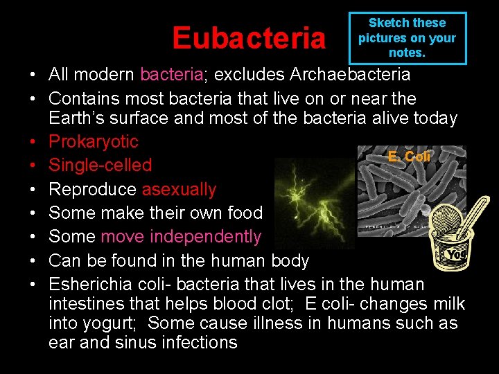 Eubacteria Sketch these pictures on your notes. • All modern bacteria; excludes Archaebacteria •