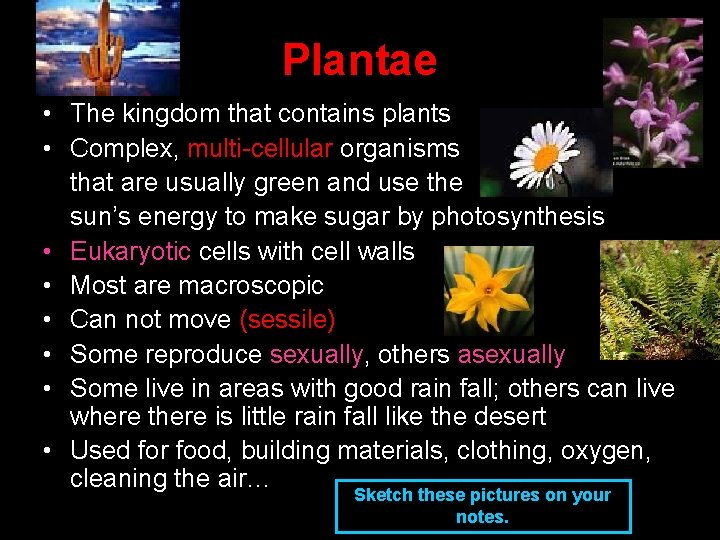 Plantae • The kingdom that contains plants • Complex, multi-cellular organisms that are usually