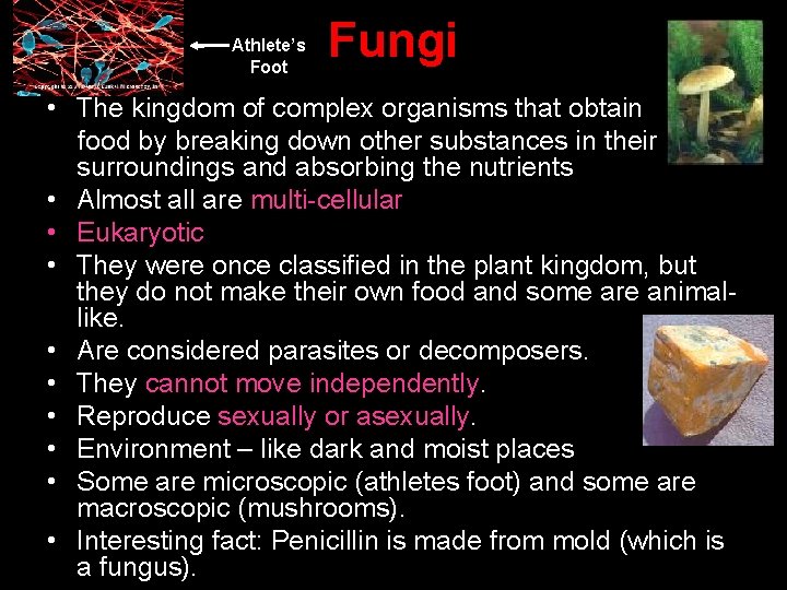 Athlete’s Foot Fungi • The kingdom of complex organisms that obtain food by breaking