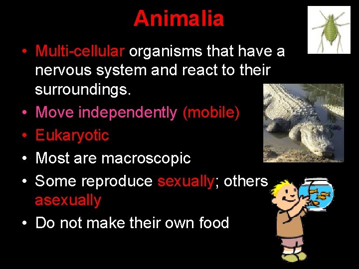 Animalia • Multi-cellular organisms that have a nervous system and react to their surroundings.