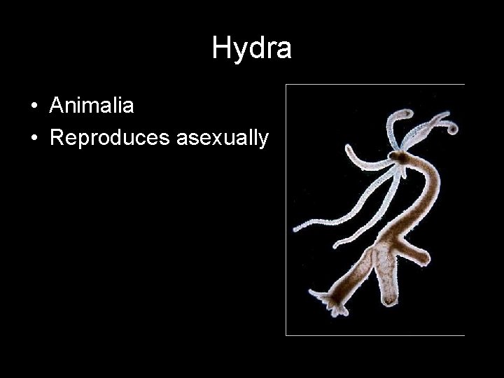 Hydra • Animalia • Reproduces asexually 