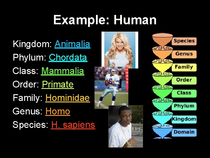 Example: Human Kingdom: Animalia Phylum: Chordata Class: Mammalia Order: Primate Family: Hominidae Genus: Homo
