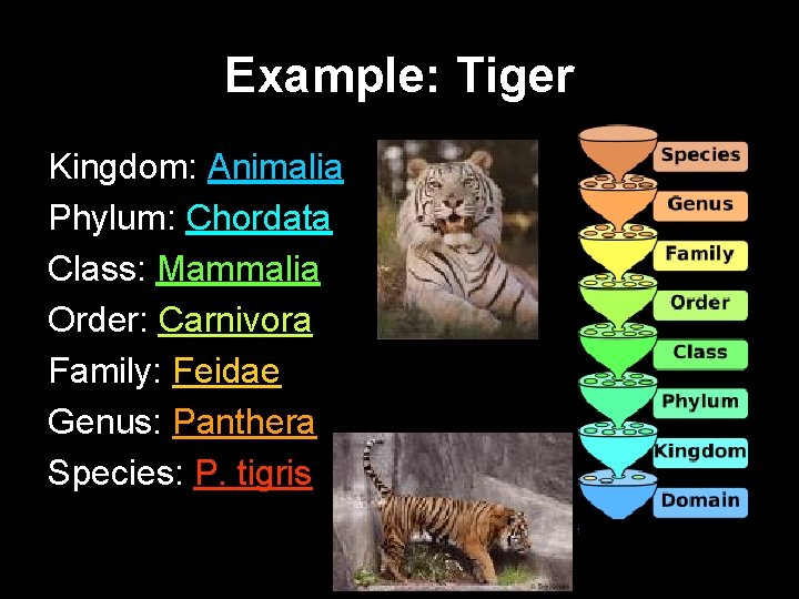 Example: Tiger Kingdom: Animalia Phylum: Chordata Class: Mammalia Order: Carnivora Family: Feidae Genus: Panthera
