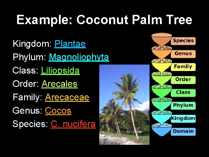 Example: Coconut Palm Tree Kingdom: Plantae Phylum: Magnoliophyta Class: Liliopsida Order: Arecales Family: Arecaceae