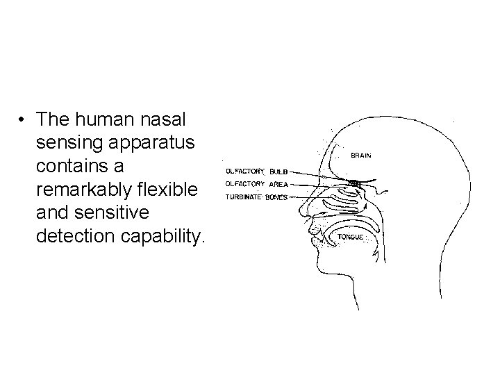  • The human nasal sensing apparatus contains a remarkably flexible and sensitive detection