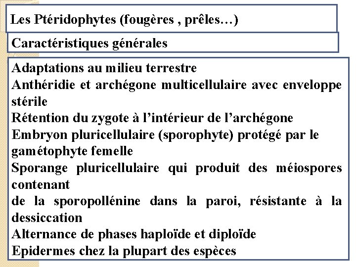 Les Ptéridophytes (fougères , prêles…) Caractéristiques générales Adaptations au milieu terrestre Anthéridie et archégone