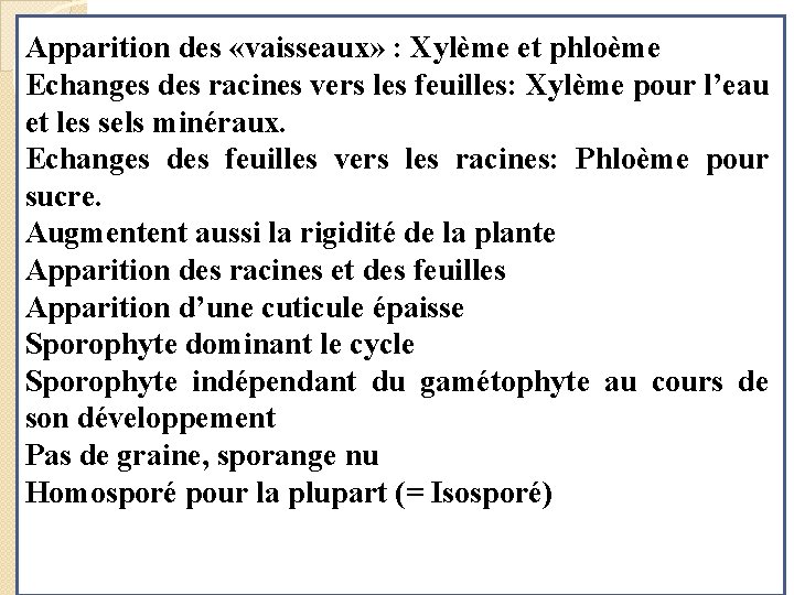 Apparition des «vaisseaux» : Xylème et phloème Echanges des racines vers les feuilles: Xylème
