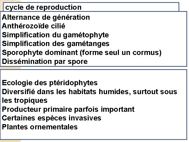 cycle de reproduction Alternance de génération Anthérozoïde cilié Simplification du gamétophyte Simplification des gamétanges