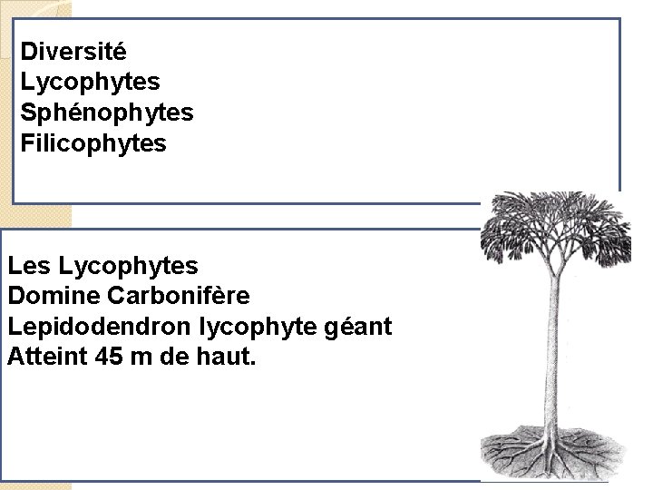 Diversité Lycophytes Sphénophytes Filicophytes Lycophytes Domine Carbonifère Lepidodendron lycophyte géant Atteint 45 m de