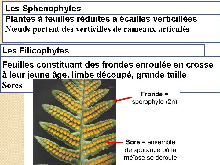 Les Sphenophytes Plantes à feuilles réduites à écailles verticillées Nœuds portent des verticilles de