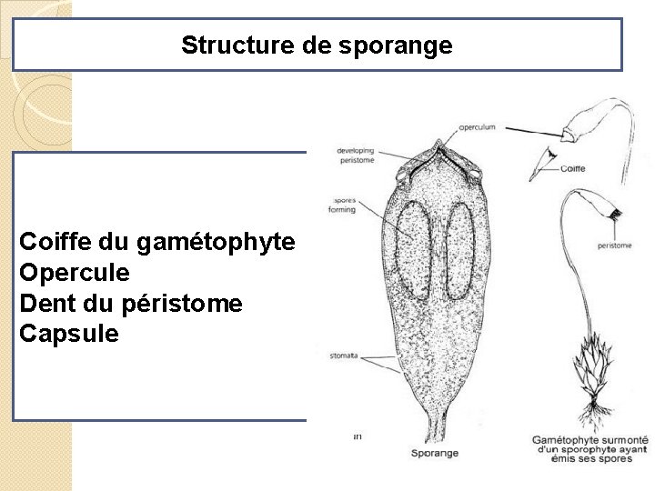 Structure de sporange Coiffe du gamétophyte Opercule Dent du péristome Capsule 