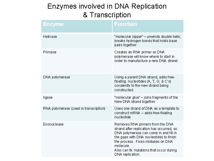 Enzymes involved in DNA Replication & Transcription Enzyme Function Helicase “molecular zipper” – unwinds