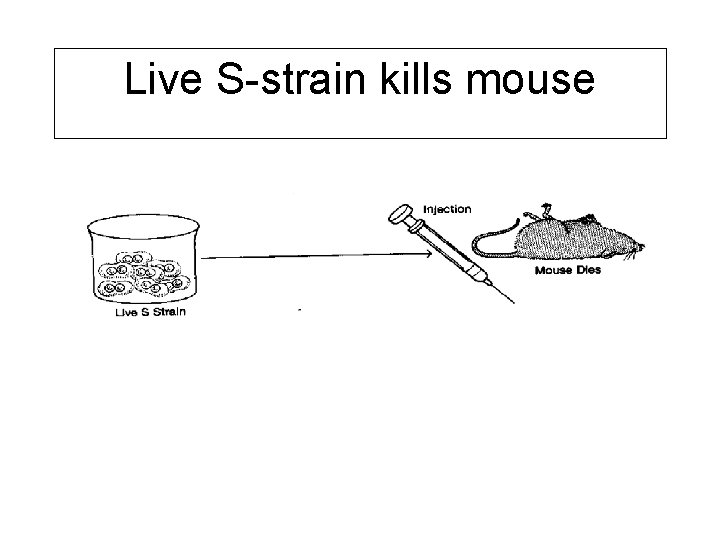 Live S-strain kills mouse 